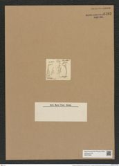 Rhizosolenia ornithoglossa Ehrenb. (de-Toni-Nr.: Genus 114, Species 3318) Zeichnungen Sammlung Grunow Nr. 6703 (NHMW-BOT-W0375506)